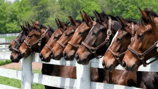 Levadas for horses фото