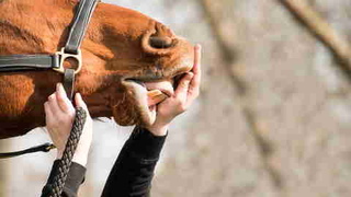 Is your horse happy? Understanding and caring for the welfare of horses фото