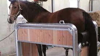 Inspection of horses фото