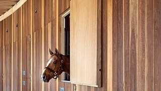 Windows in the stable фото