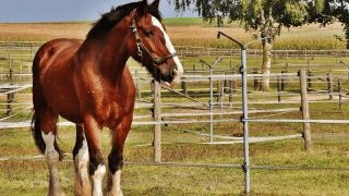 Fencing at the stable фото