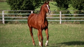 Fencing at the stable фото