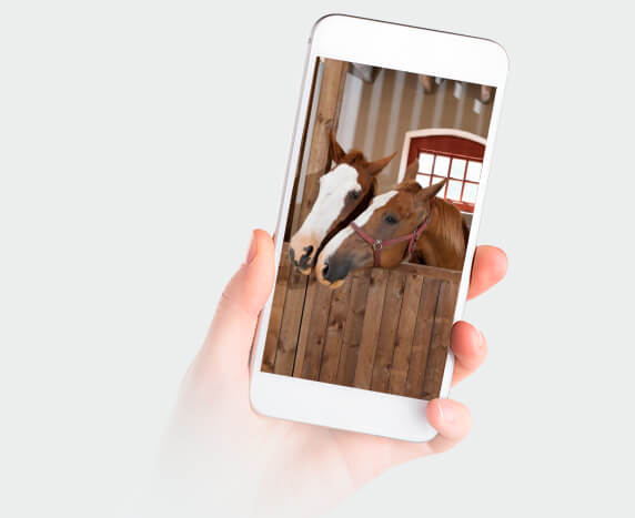 WELCOME TO THE WORLD OF EQUINE-HOUSE