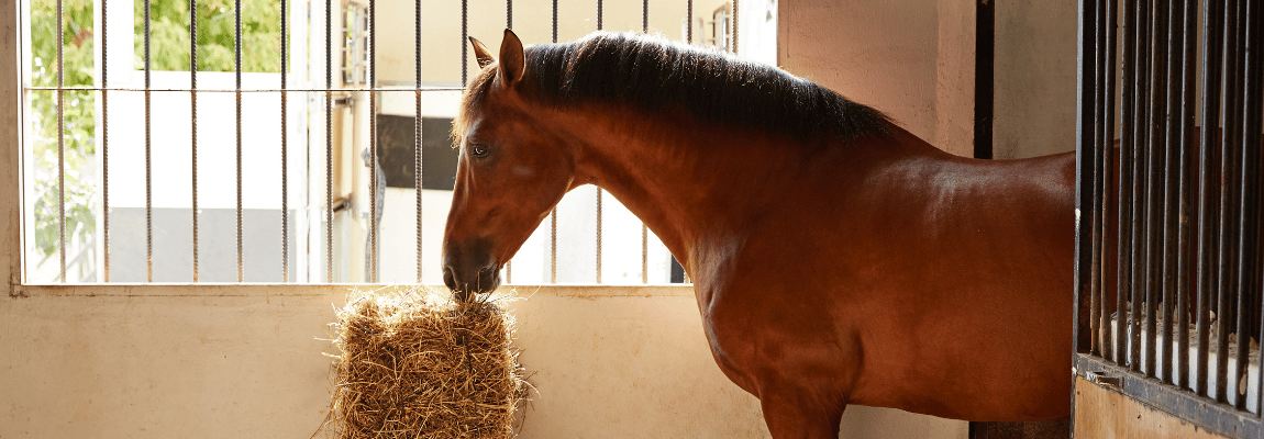 Feeding a horse in a stall equipment from the manufacturer EQUINE-HOUSE
