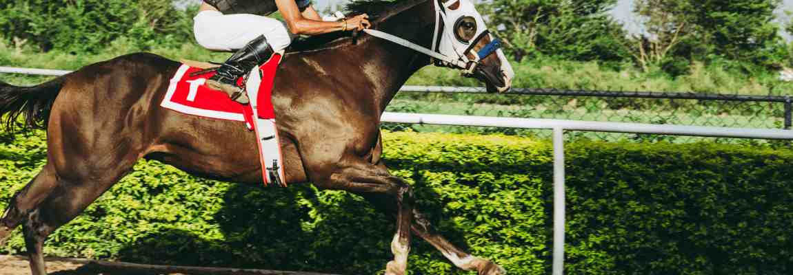 horse field care equipment and accessories from the manufacturer