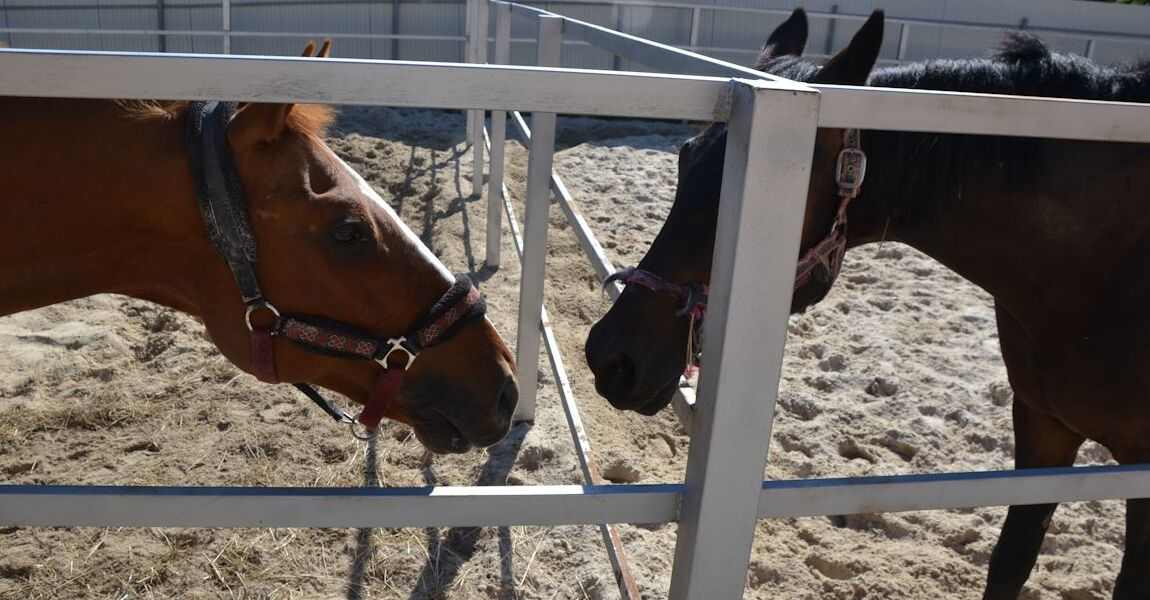 photo on the EQUINE-HOUSE horse pens website